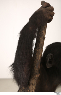 Chimpanzee Bonobo arm 0016.jpg
